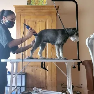 Gracie getting shaved