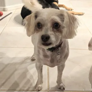 Lucy loves her new fur cut!