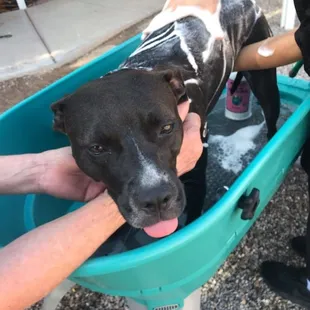 Pipers first bath with mama at her side