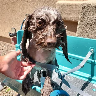 Mobile groomer in NW Tucson