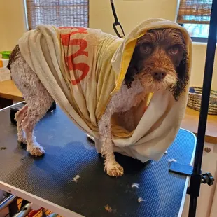 Mobile groomer in NW Tucson