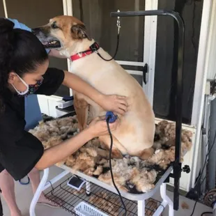 Molly getting shaved down her mama is right there for support.