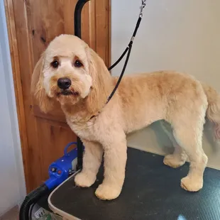 Mobile groomer in NW Tucson