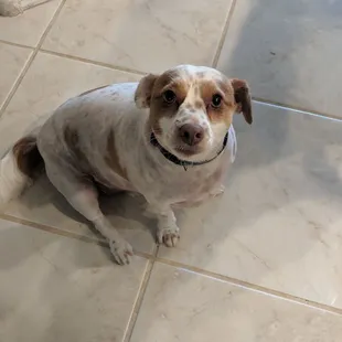 Charlie loves his fresh cut!