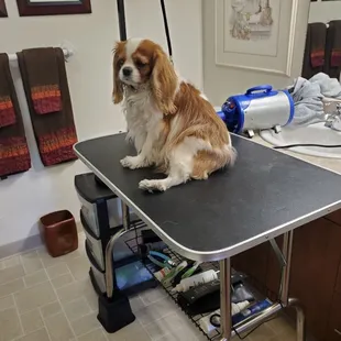 Mobile groomer in NW Tucson