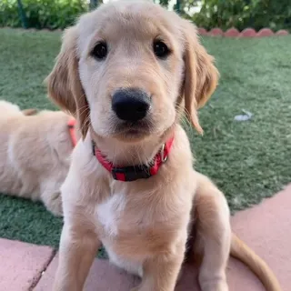 Sophie S.