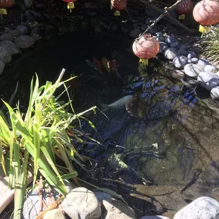 Koi Pond