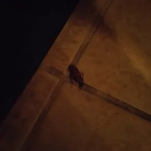 Dead cockroach in the bathroom... apparently there was a live one crawling about in a stall, too.