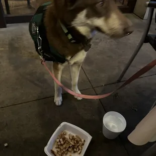 Dog friendly patio! We will be back!  Great service provided by their hostess and our server, Francisco was awesome.