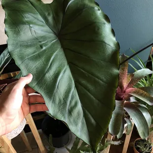 Elephant ear in the taro family; that sometimes cries when it gets too humid