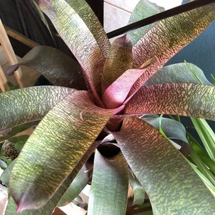 Bromeliad