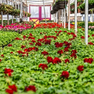 We grow annuals in our greenhouses that date back to 1907.