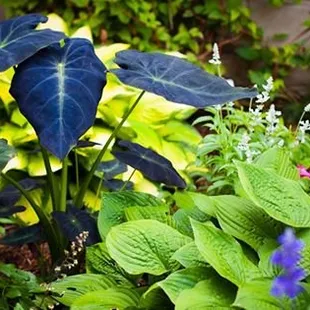 Zenith Holland has unique and unusual perennials and more than 20 Varieties of Hostas