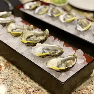 Oysters!
