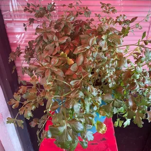 Always a good sign whey an Italian restaurant has fresh basil and parley growing!