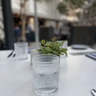 a plant in a glass on a table