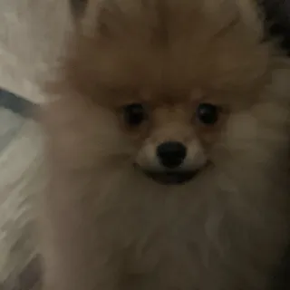 Gigi R.