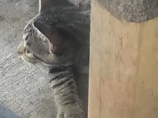 Jefferson Parish Animal Shelter