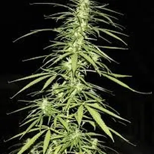 Zia Health & Wellness Medical Cannabis Program