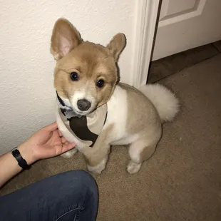 Rocky after his big day at the spa! Doesn&apos;t he look adorable??