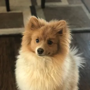 Rocky before his spa day!!
