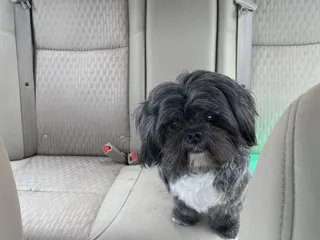Pet Groomery