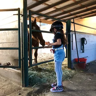 Feeding the horses some carrots