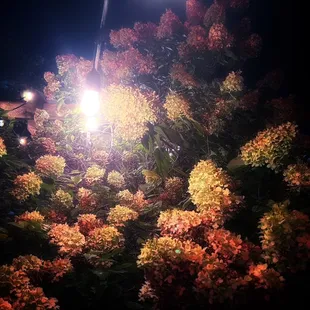 Beautiful outdoor flowers