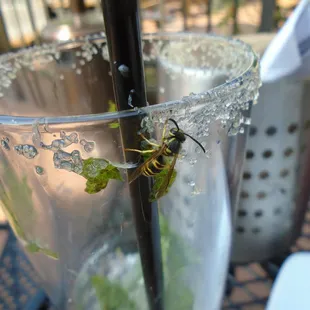 One of the drawbacks of an outdoor patio - unwanted dinner guests!