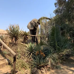 an elephant in a zoo