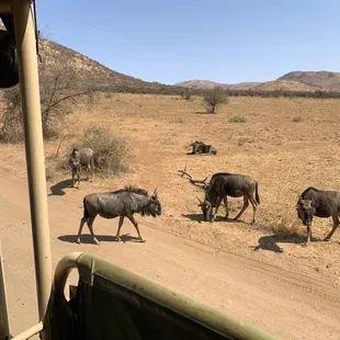 a herd of buffalo crossing a dirt road