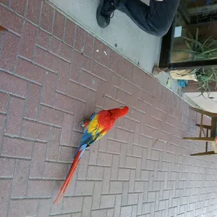 a parrot on the wall