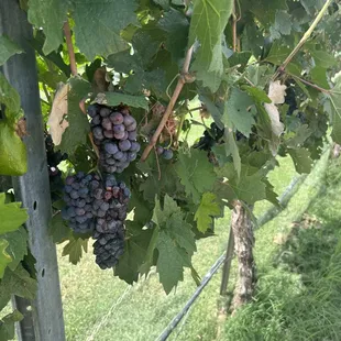 a bunch of grapes on a vine