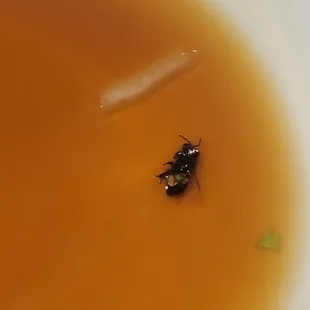 Fly at the bottom of their salad