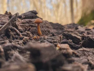 Char-Mar Ridge Preserve