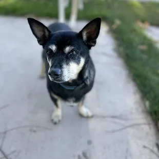 Bean. Winery Dog and food mooch! He loves to receive bites of your pizza crust. Must refrain though!