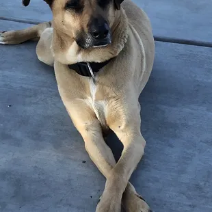 Tintin the Dog whisperer. Keeps the piece and order around Ziveli Wineries.