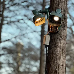 two lights on a tree