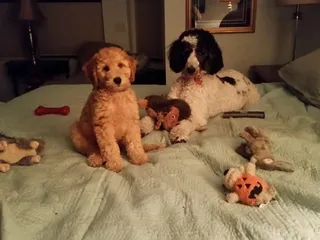 Academy Kennels Boarding & Grooming Salon