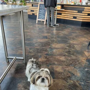 Dog friendly coffee shop