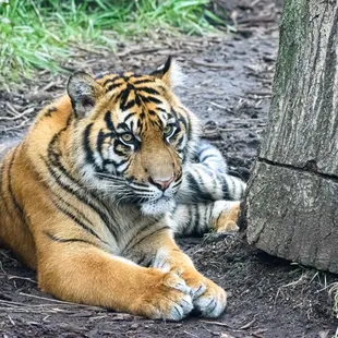 Young tiger