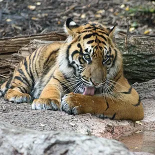Young tiger
