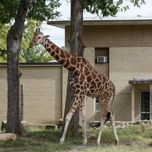 Giraffe