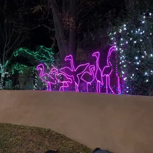 Flamingos lights