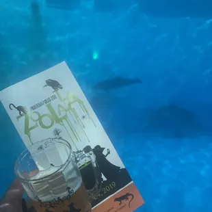 sample sips in w the dolphins