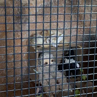 Two baby foxes in the nursery area