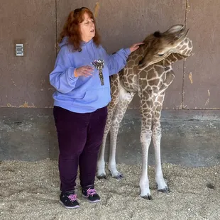 Baby Giraffe Noah 3 weeks old