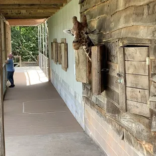 Giraffe waiting on some carrot sticks