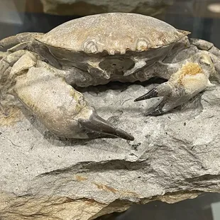 Fossilized crab from Verona, Italy.