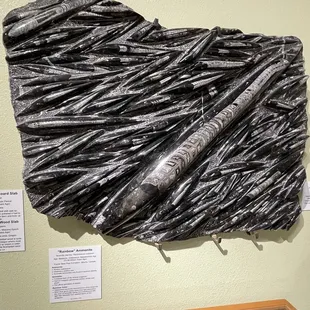 June 1, 2023 - Zuhl Museum: Home of the Zuhl Collection (Las Cruces, NM) - petrified conifer board slab